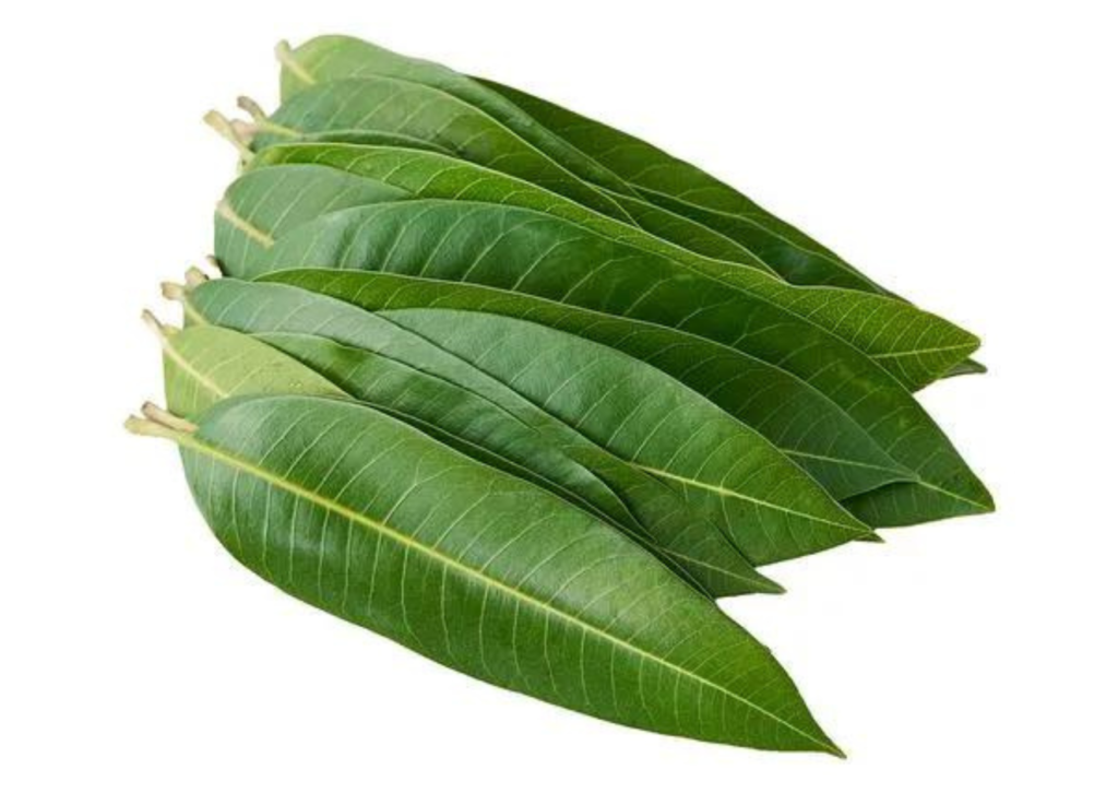 Mango Leaves