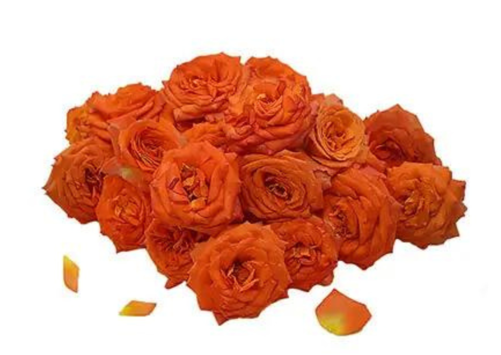 Button Roses