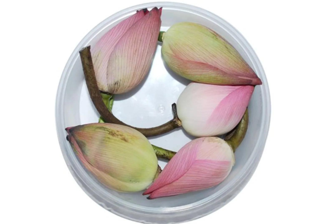 Lotus Flower