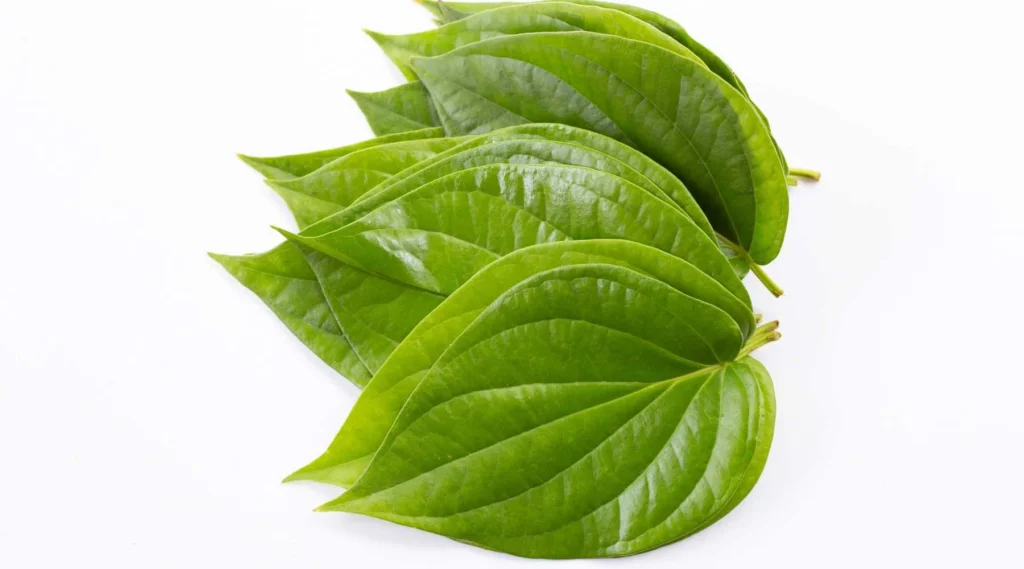 Betel leave