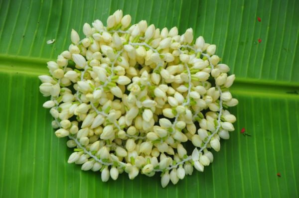 Malli Flower