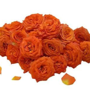 Button Roses