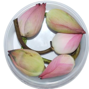 Lotus Flower