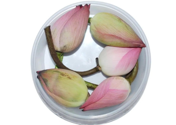 Lotus Flower