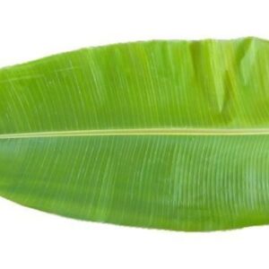 leaf
