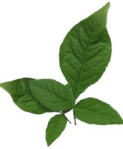 Bilvam Leaves